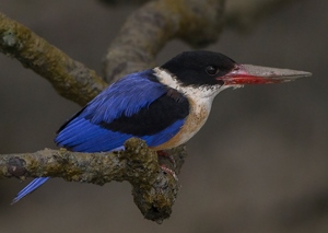 Хармагнай халуу